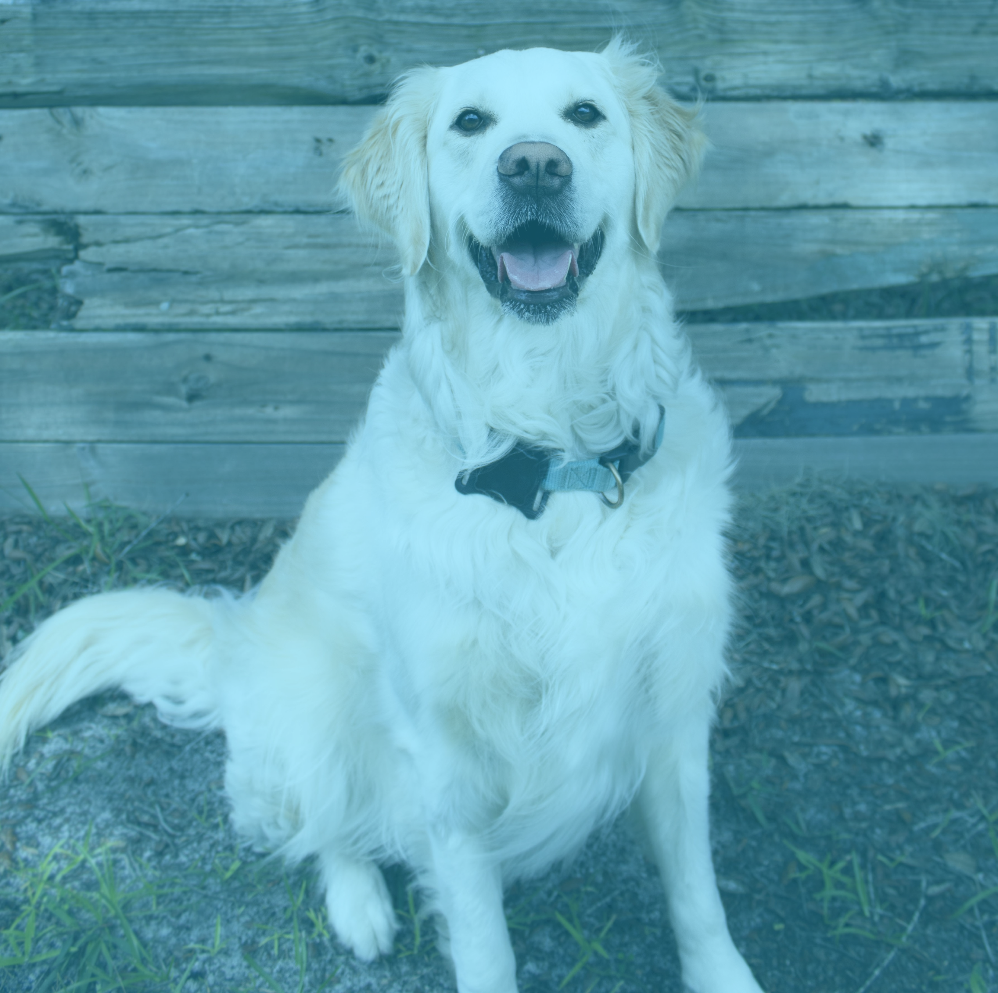 Coda, chief barking officer at All Grit Technology