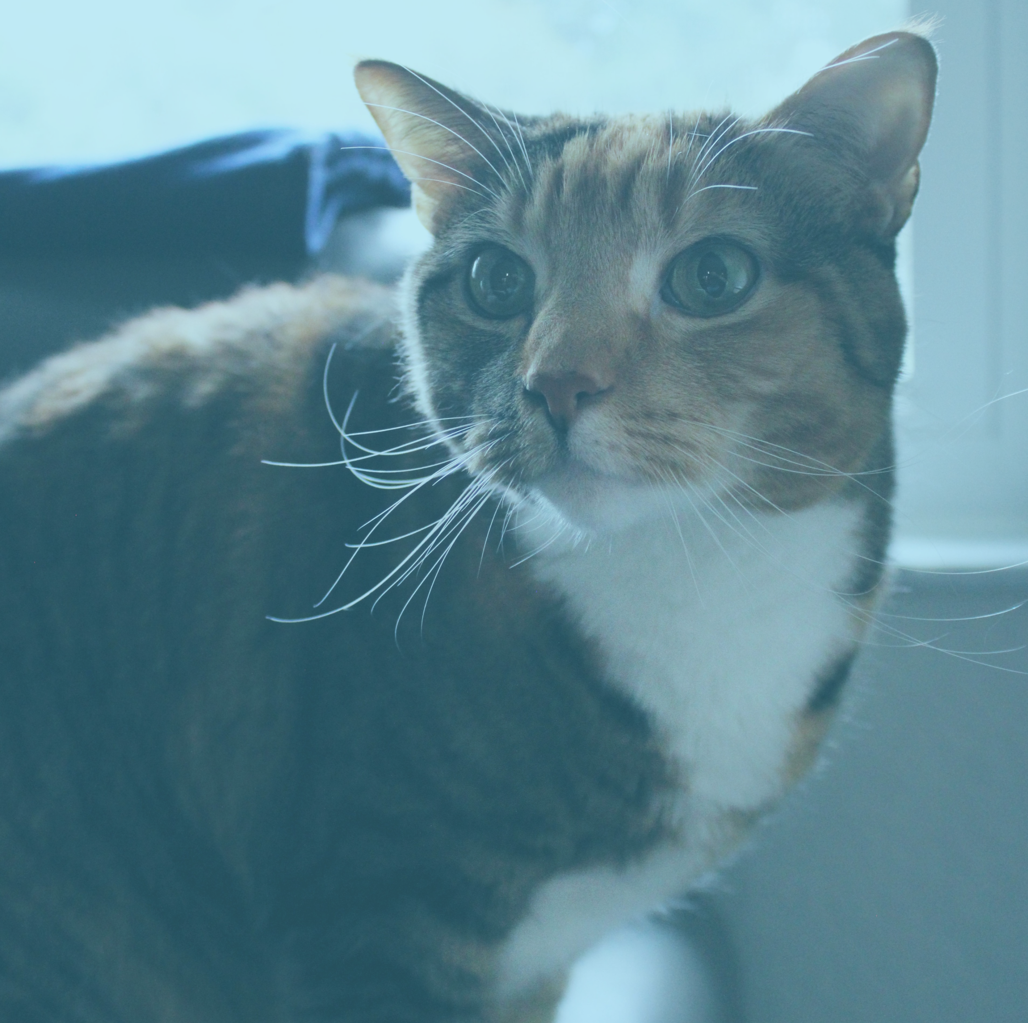 Millie, chief meowing officer at All Grit Technology